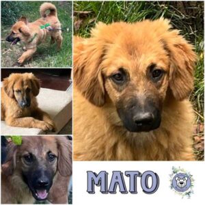 MATO (♂) in 92637 Weiden - vermittelt