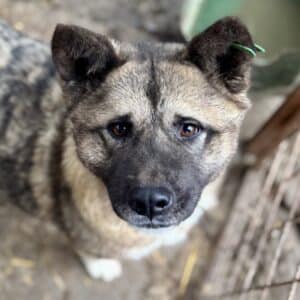 OXANA (♀) - seelischer Notfall - völlig verzweifelt