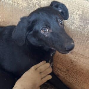 LEANDRO (♂) bereits unsicher, sollte dringend reisen