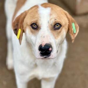 MAHAN (♂) - kann aktuell rechte Vorderpfote nicht belasten (04/26)