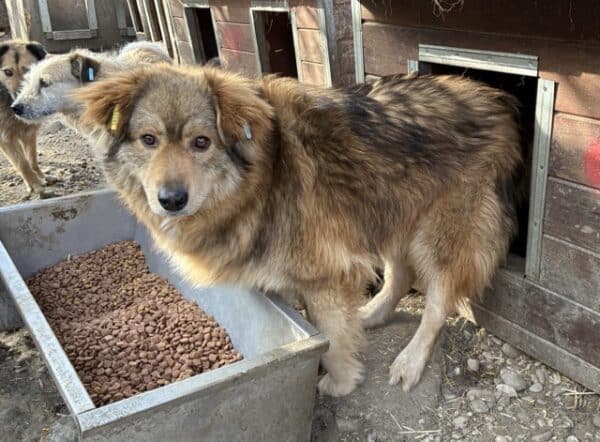 AVA (♀) - seit 2023 im Shelter – Bild 6