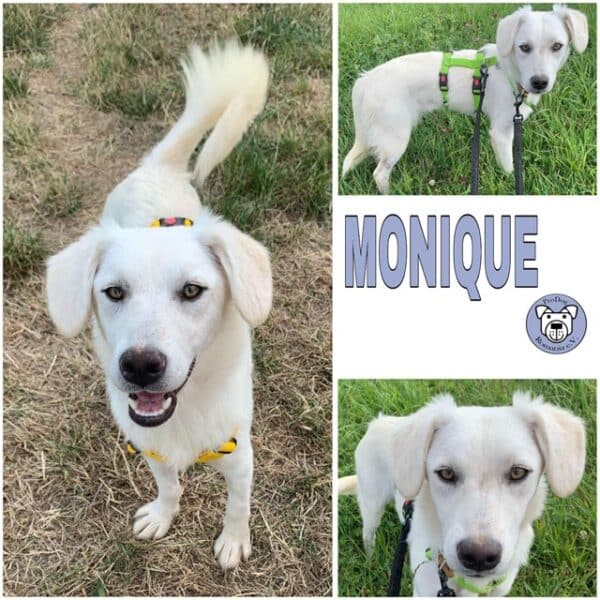 MONIQUE (♀) in 55595 Gebroth