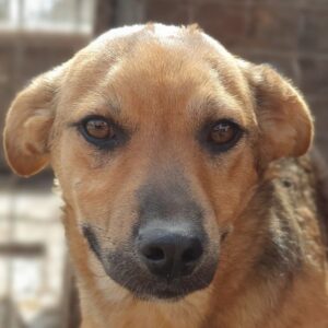 RUSSELL (♂) - ausgereist zum TST Rösrath (SAS)