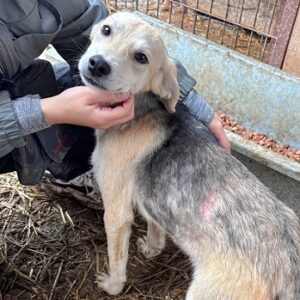 RAJAN - zu dünn, beginnende Hautprobleme (♂)