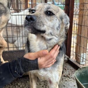 ROXANA (♀) - beginnende Hautprobleme