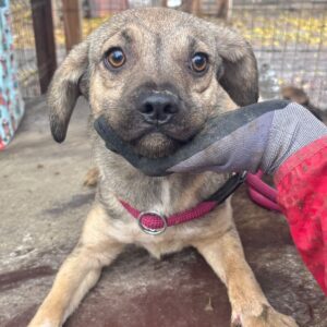 SKYE (♀) - wird unsicher, sollte zeitnah reisen