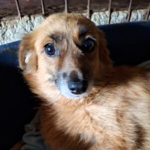 NEESKE (♀) - ausgereist zum TST Rösrath (SAS)