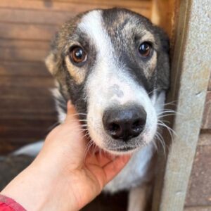 VALENTIN (♂) - sollte zeitnah ausreisen