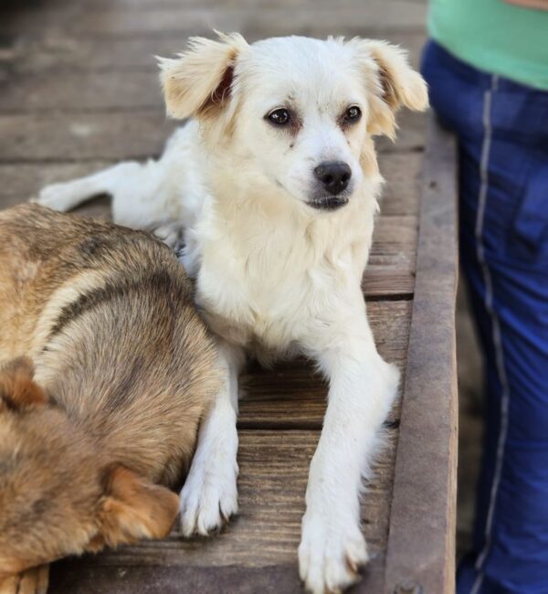 RAYA (♀) – Bild 2