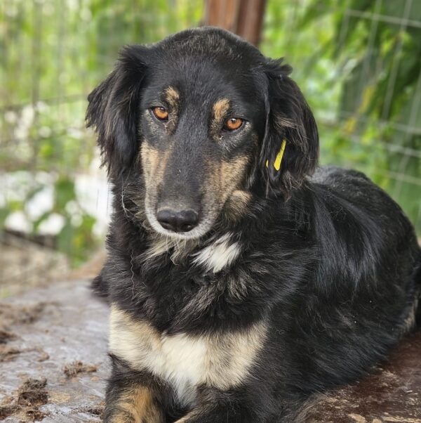 THULA (♀) - reserviert TINO PM 19.07.