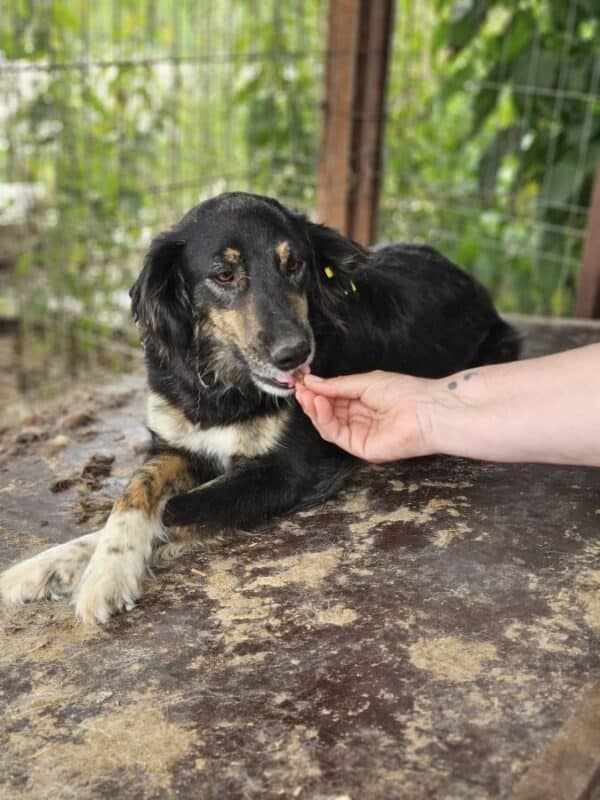 THULA (♀) - reserviert TINO PM 19.07. – Bild 4