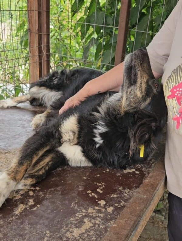 THULA (♀) - reserviert TINO PM 19.07. – Bild 2