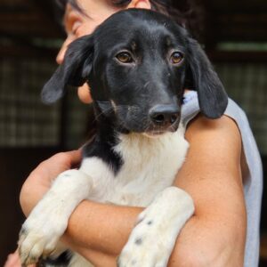 DOMBA (♀) - ausgereist zur Tierhilfe Tierhilfe DR 22.08.25