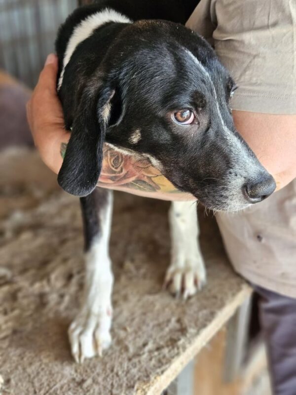 LUAN (♂) - seel. Notfall - hat es in seinem Kennel nicht leicht – Bild 6