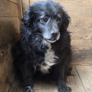 MARLEY (⚤) - ausgereist zur Tierhilfe Lebenswert DR 25.07.25