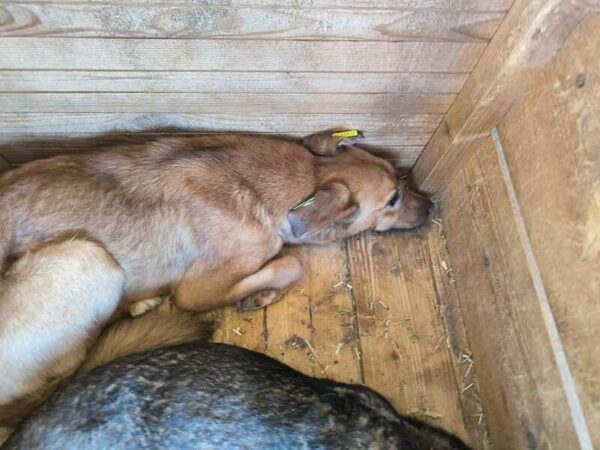 BASIA (♀) – Bild 2