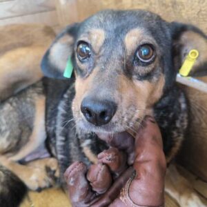 GUAPA (♀) - ausgereist zu Vierbeiner in Not (SAS)