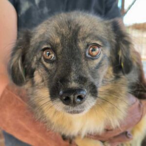 RENA (♀) - vermittelt MD