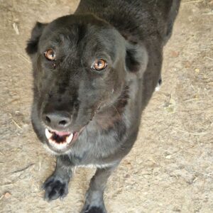 WINSTON (♂) - ausgereist zum TH Gelnhausen (AL)