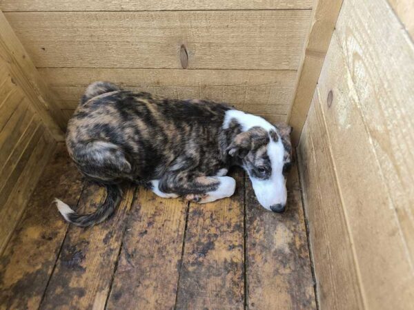 ZAZOU (♂︎) – Bild 3