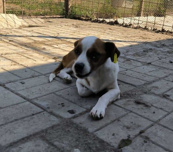 PEPE (♂︎) - auf PS im PLZ Bereich 18 (NE)- reserviert – Bild 2