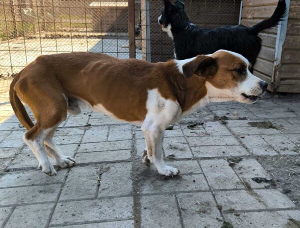 PEPE (♂︎) - auf PS im PLZ Bereich 18 (NE)- reserviert – Bild 3