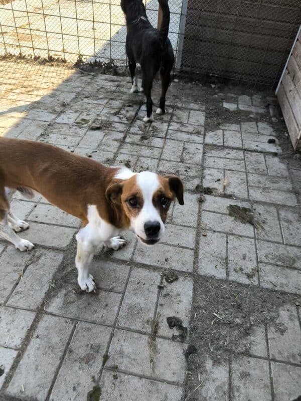 PEPE (♂︎) - auf PS im PLZ Bereich 18 (NE)- reserviert – Bild 4