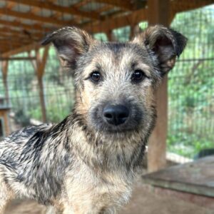 ANAIS (♀) - Zaunkletterin