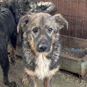 CARIÑO (♂︎)  - bereits unsicher, sollte dringend reisen