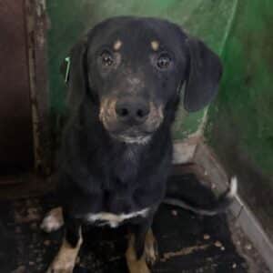 FISHERMAN (♂) -  ausgereist zur Tierhilfe Lebenswert DR 30.01.26