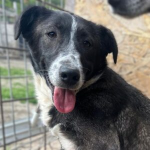 PIROSCHKA (♀) - Starke Hautprobleme (04/26)