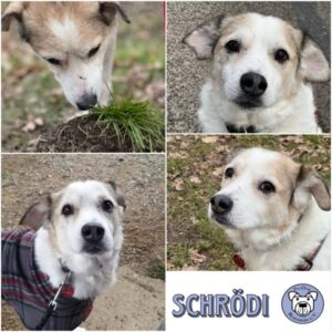SCHRÖDI - Gnadenplatzhund seit dem 22.01.2025 RBB 08/2025