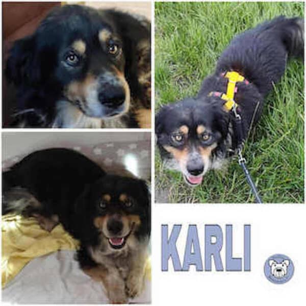 KARLI (♂) in 27726 Worpswede