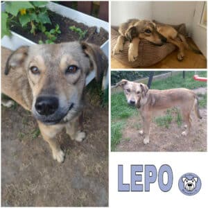 LEPO (♂) in 46539 Dinslaken - vermittelt