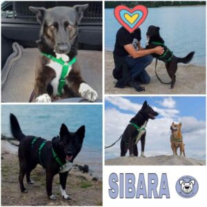 SIBARA (♀) 26639 Wiesmoor - vermittelt