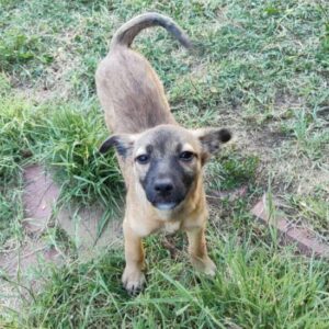 TIPSIE (♀)- auf PS im PLZ Bereich 26 (NU) - vermittelt