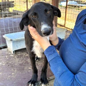 MIRU (♂) - zu dünn - sollte zeitnah reisen!