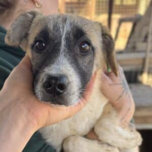 CHILLY (♀) - wird unsicher, sollte dringend reisen!