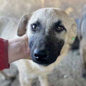 GWYN (♂) - Notfall - entzündete Kastrationsnarbe (11/2025)