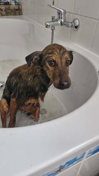 LOVLEY - Gnadenplatzhund seit dem 17.05.2025 – Bild 2