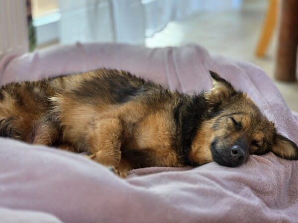 LOVLEY - Gnadenplatzhund seit dem 17.05.2025 – Bild 4