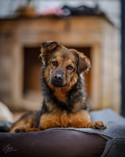 LOVLEY - Gnadenplatzhund seit dem 17.05.2025 – Bild 5