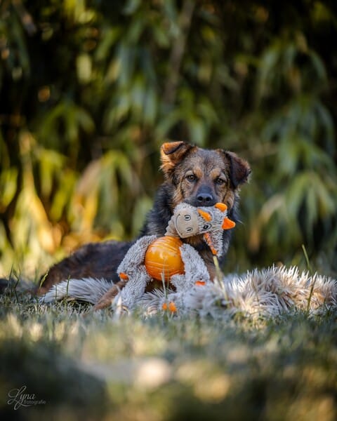 LOVLEY - Gnadenplatzhund seit dem 17.05.2025 – Bild 6