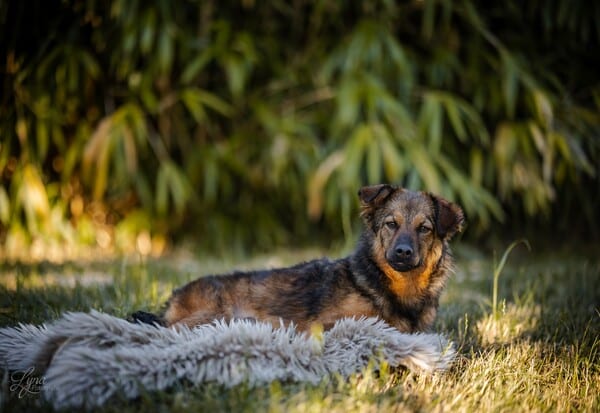 LOVLEY - Gnadenplatzhund seit dem 17.05.2025 – Bild 7