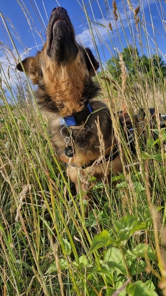 LOVLEY - Gnadenplatzhund seit dem 17.05.2025 – Bild 9