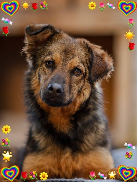 LOVLEY - Gnadenplatzhund seit dem 17.05.2025 – Bild 10