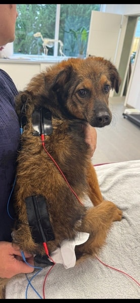 LOVLEY - Gnadenplatzhund seit dem 17.05.2025 – Bild 11