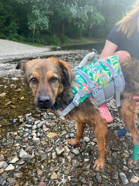 LOVLEY - Gnadenplatzhund seit dem 17.05.2025 – Bild 12