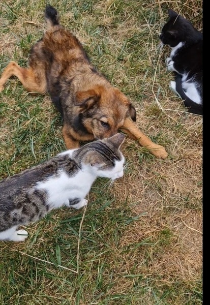 LOVLEY - Gnadenplatzhund seit dem 17.05.2025 – Bild 13