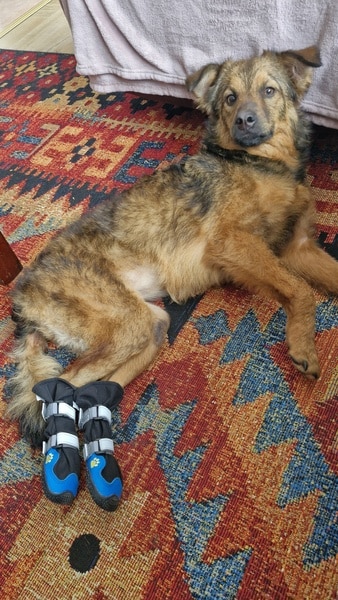 LOVLEY - Gnadenplatzhund seit dem 17.05.2025 – Bild 14